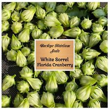 White hibiscus roselle for sale  Brooksville