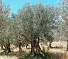Pianta olivo olea usato  Torre Canavese