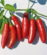 Pepper seed serrano for sale  Saint Peters