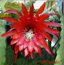 epiphyllum orchid cactus for sale  Shipping to South Africa