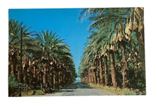 Date harvest time for sale  Tampa