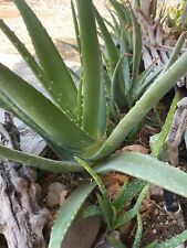 5X plantas De Aloe Vera En Vivo raíz desnuda Lote De Cinco 3-6" Arrancadores Ideal Para La Piel Cabello segunda mano  Embacar hacia Spain