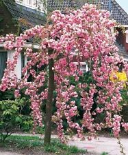 Cheal weeping flowering for sale  NEWTOWNARDS