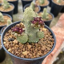 4-5CM Pseudolithos Migiurtinus Hybrid Multiple heads Cactus Succulent Live Plant for sale  Shipping to South Africa