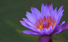 Nymphaea capensis purple for sale  Shipping to Ireland