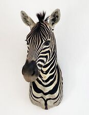 Zebra steppenzebra echtes gebraucht kaufen  Neustadt