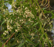 Azadirachta indica neem for sale  Walterboro