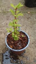 Metasequoia glyptostroboides d for sale  MORPETH