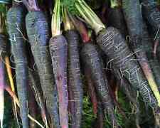 Black nebula carrot for sale  Deltona