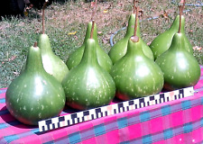 martin gourds for sale  Huntsville