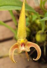 Orchid Species Bulbophyllum lobbii v. Polystictum for sale  Shipping to South Africa