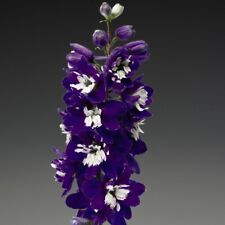 Delphinium dark blue for sale  IPSWICH