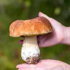 Porcini mushroom king for sale  Shipping to Ireland