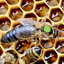 Professional beekeepers queen for sale  Deland