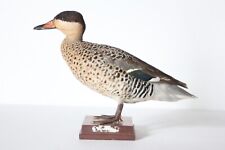 Taxidermy-hunting-chasse-präparat- Silver Teal with permit for sale  Shipping to South Africa