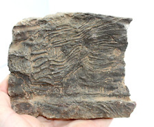 Fossil crinoid scyphocrinites for sale  BECCLES