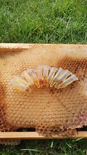 Honey bee swarm for sale  UK