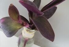 Tradescantia pallida ableger gebraucht kaufen  Höxter