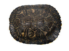 River cooter turtle for sale  Niagara Falls