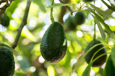 Avocado grafted plants for sale  Norwalk