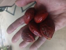 Sego palm seeds for sale  Theodore
