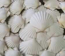 Scottish scallop shells for sale  Shipping to Ireland