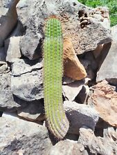 Cactus pilosocereus odilensis cutting by 50cm  for sale  Shipping to South Africa