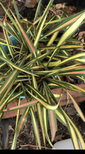 Variegated yucca yucca for sale  Collierville