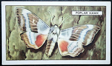 Poplar hawk moth for sale  DERBY