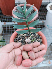 Used, Encephalartos Horridus - Aroid Variegated Free Phytosanitary for sale  Shipping to South Africa