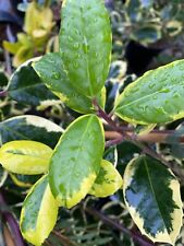 Ilex holly golden for sale  MARCH