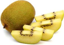 Kiwi giallo autofertile usato  Italia