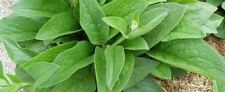 Organically grown comfrey for sale  COLCHESTER