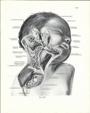Stampa antica anatomia usato  Lecco
