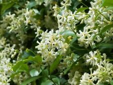 Trachelospermum jasminoides ** Falso gelsomino (1 pianta A40-5x6,5x15), usato usato  Napoli