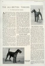 Irish terrier welsh for sale  UK