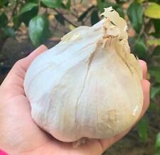 Elephant garlic huge for sale  Corte Madera