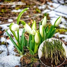 Snowdrop bulbs native for sale  WISBECH