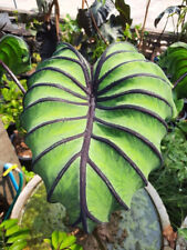 Used, Colocasia Pharaoh's Mask esculenta species New HB Elephant ear Free Phyto Cert. for sale  Shipping to South Africa