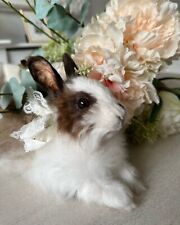 Beautiful taxidermy rabbit for sale  NEWARK