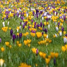 Crocus large flowered for sale  PETERBOROUGH