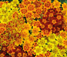 Tagetes tenuifolia signed for sale  READING
