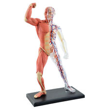Human muscle anatomy for sale  Shipping to Ireland