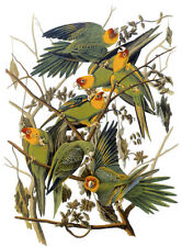 Audubon carolina parakeet for sale  Cambria