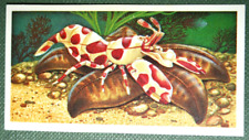 Clown shrimp illustrated for sale  DERBY