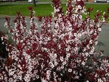 Cistena plum tree for sale  Corydon