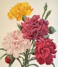 Redoute flowers print for sale  Sahuarita