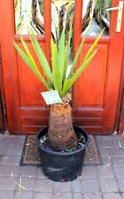 Yucca faxoniana mexico for sale  Shipping to Ireland