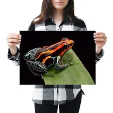 Poison dart frog for sale  SELBY