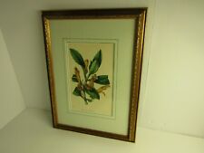 COLUMNEA SCHEIDEANA Goldfish Flower Print in a Gilt/Gold Frame, used for sale  Shipping to South Africa